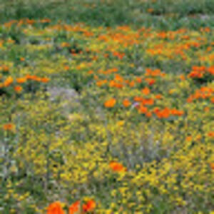 Meet your Posher, Jodi